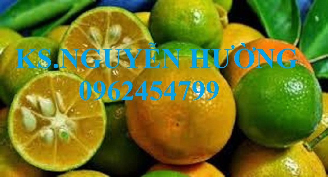 9 Cung cấp cây giống quất chua, quất ngọt, kỹ thuật trồng cây quất, giao cây toàn quốc