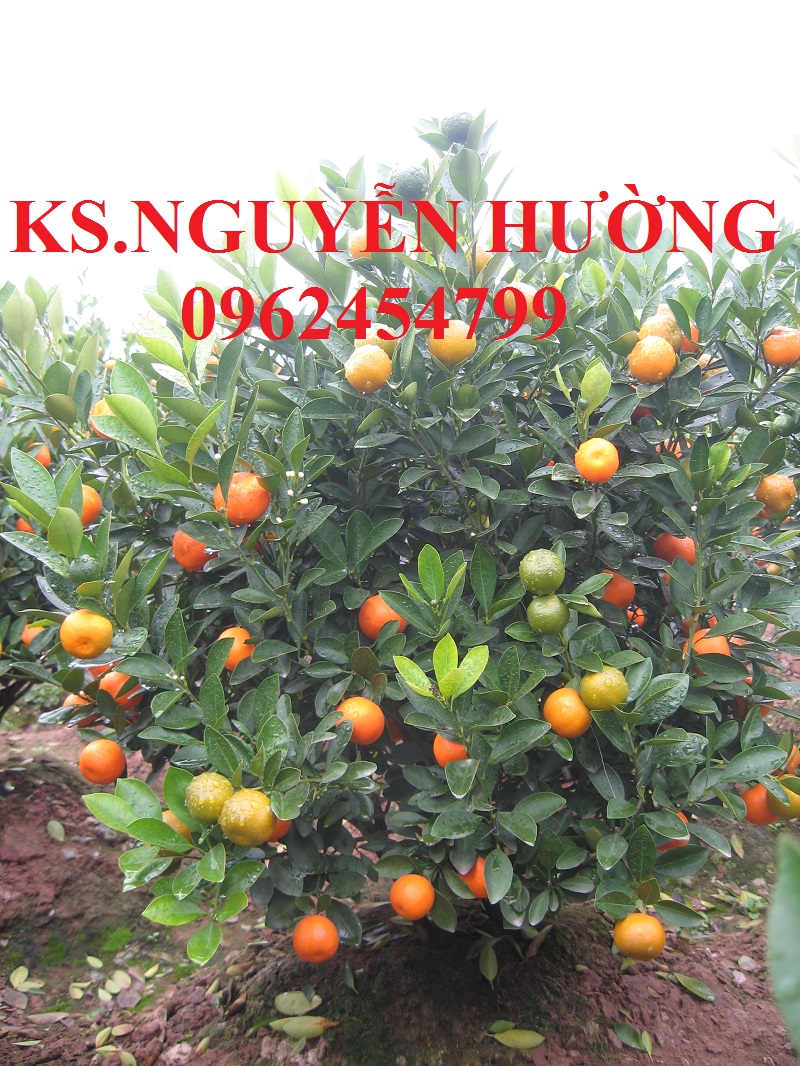 10 Cung cấp cây giống quất chua, quất ngọt, kỹ thuật trồng cây quất, giao cây toàn quốc