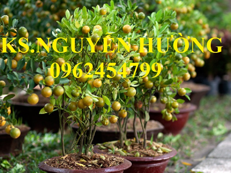 11 Cung cấp cây giống quất chua, quất ngọt, kỹ thuật trồng cây quất, giao cây toàn quốc