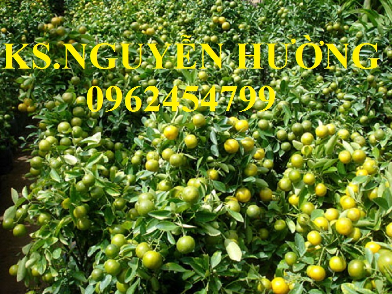 12 Cung cấp cây giống quất chua, quất ngọt, kỹ thuật trồng cây quất, giao cây toàn quốc