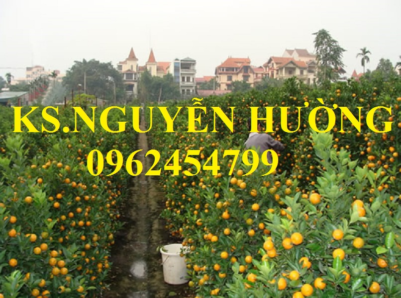 13 Cung cấp cây giống quất chua, quất ngọt, kỹ thuật trồng cây quất, giao cây toàn quốc