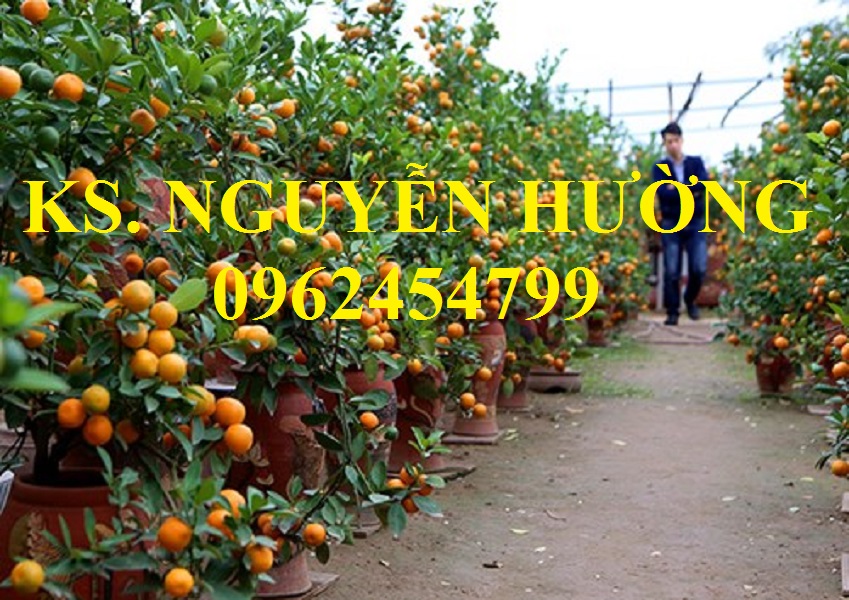 14 Cung cấp cây giống quất chua, quất ngọt, kỹ thuật trồng cây quất, giao cây toàn quốc