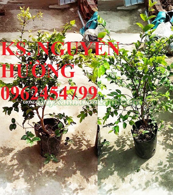 Cung cấp giống cây nho thân gỗ, nho pháp, nho ninh thuận, giao cây toàn quốc Cung cấp giống cây nho thân gỗ, nho pháp, nho ninh thuận, giao cây toàn quốc