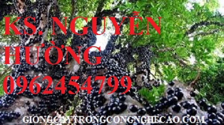 1 Cung cấp giống cây nho thân gỗ, nho pháp, nho ninh thuận, giao cây toàn quốc 1 Cung cấp giống cây nho thân gỗ, nho pháp, nho ninh thuận, giao cây toàn quốc