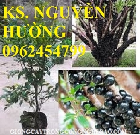 2 Cung cấp giống cây nho thân gỗ, nho pháp, nho ninh thuận, giao cây toàn quốc 2 Cung cấp giống cây nho thân gỗ, nho pháp, nho ninh thuận, giao cây toàn quốc