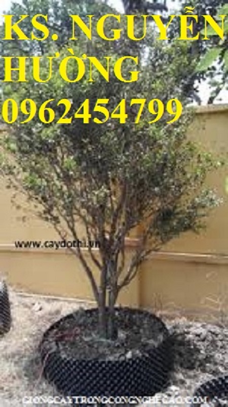 3 Cung cấp giống cây nho thân gỗ, nho pháp, nho ninh thuận, giao cây toàn quốc 3 Cung cấp giống cây nho thân gỗ, nho pháp, nho ninh thuận, giao cây toàn quốc