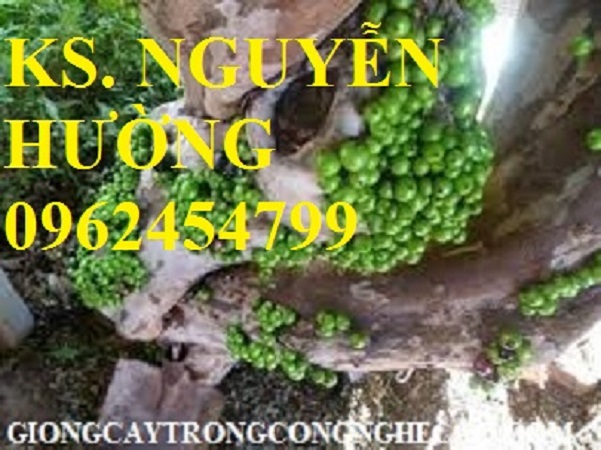 4 Cung cấp giống cây nho thân gỗ, nho pháp, nho ninh thuận, giao cây toàn quốc 4 Cung cấp giống cây nho thân gỗ, nho pháp, nho ninh thuận, giao cây toàn quốc