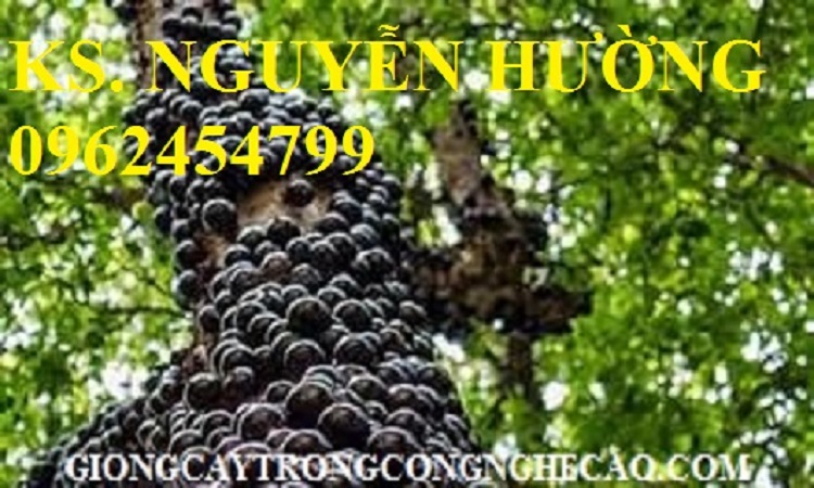 5 Cung cấp giống cây nho thân gỗ, nho pháp, nho ninh thuận, giao cây toàn quốc 5 Cung cấp giống cây nho thân gỗ, nho pháp, nho ninh thuận, giao cây toàn quốc