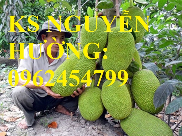 Cung cấp giống cây mít thái siêu sớm, mít thái tứ quý, mít thái changai, giao cây toàn quốc Cung cấp giống cây mít thái siêu sớm, mít thái tứ quý, mít thái changai, giao cây toàn quốc