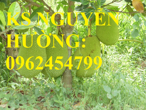 1 Cung cấp giống cây mít thái siêu sớm, mít thái tứ quý, mít thái changai, giao cây toàn quốc 1 Cung cấp giống cây mít thái siêu sớm, mít thái tứ quý, mít thái changai, giao cây toàn quốc