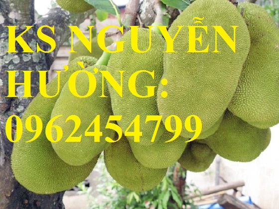 3 Cung cấp giống cây mít thái siêu sớm, mít thái tứ quý, mít thái changai, giao cây toàn quốc 3 Cung cấp giống cây mít thái siêu sớm, mít thái tứ quý, mít thái changai, giao cây toàn quốc