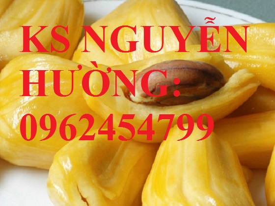 4 Cung cấp giống cây mít thái siêu sớm, mít thái tứ quý, mít thái changai, giao cây toàn quốc 4 Cung cấp giống cây mít thái siêu sớm, mít thái tứ quý, mít thái changai, giao cây toàn quốc