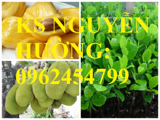 5 Cung cấp giống cây mít thái siêu sớm, mít thái tứ quý, mít thái changai, giao cây toàn quốc 5 Cung cấp giống cây mít thái siêu sớm, mít thái tứ quý, mít thái changai, giao cây toàn quốc