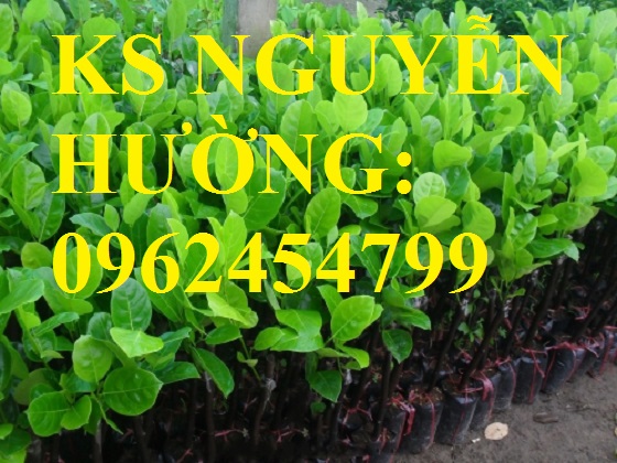 6 Cung cấp giống cây mít thái siêu sớm, mít thái tứ quý, mít thái changai, giao cây toàn quốc 6 Cung cấp giống cây mít thái siêu sớm, mít thái tứ quý, mít thái changai, giao cây toàn quốc