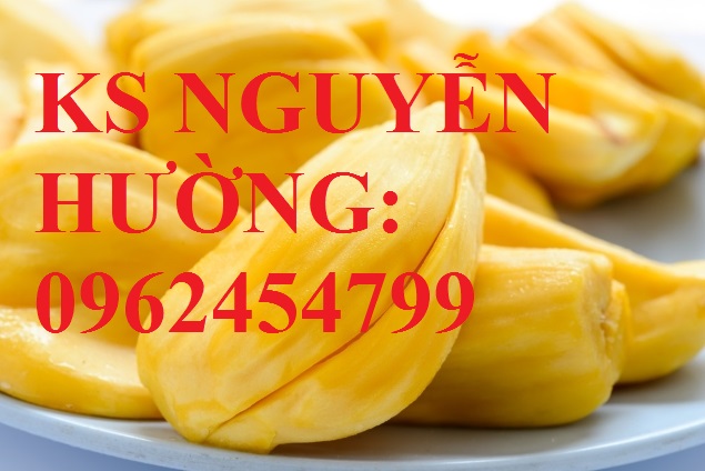 7 Cung cấp giống cây mít thái siêu sớm, mít thái tứ quý, mít thái changai, giao cây toàn quốc 7 Cung cấp giống cây mít thái siêu sớm, mít thái tứ quý, mít thái changai, giao cây toàn quốc