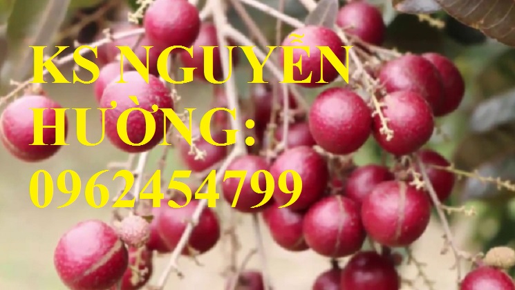 Cung cấp giống cây nhãn tím, nhãn đỏ, cây giống sinh trưởng phát triển tốt, giao cây toàn quốc Cung cấp giống cây nhãn tím, nhãn đỏ, cây giống sinh trưởng phát triển tốt, giao cây toàn quốc
