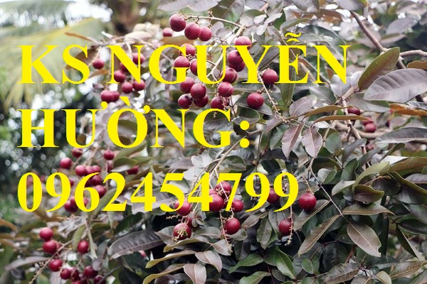 1 Cung cấp giống cây nhãn tím, nhãn đỏ, cây giống sinh trưởng phát triển tốt, giao cây toàn quốc 1 Cung cấp giống cây nhãn tím, nhãn đỏ, cây giống sinh trưởng phát triển tốt, giao cây toàn quốc