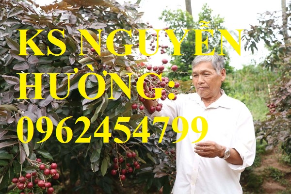 2 Cung cấp giống cây nhãn tím, nhãn đỏ, cây giống sinh trưởng phát triển tốt, giao cây toàn quốc 2 Cung cấp giống cây nhãn tím, nhãn đỏ, cây giống sinh trưởng phát triển tốt, giao cây toàn quốc