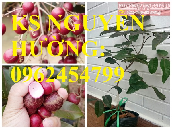 3 Cung cấp giống cây nhãn tím, nhãn đỏ, cây giống sinh trưởng phát triển tốt, giao cây toàn quốc 3 Cung cấp giống cây nhãn tím, nhãn đỏ, cây giống sinh trưởng phát triển tốt, giao cây toàn quốc