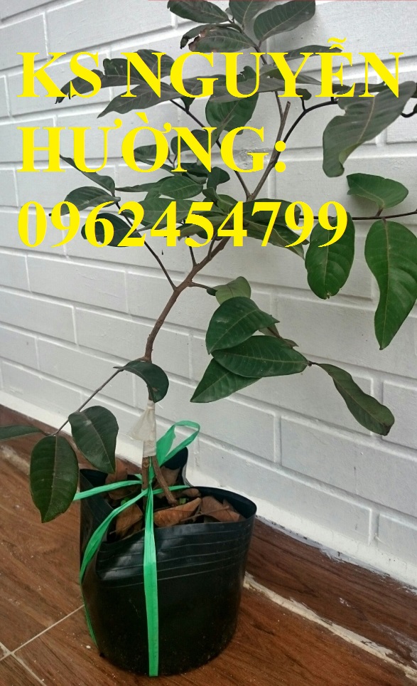 4 Cung cấp giống cây nhãn tím, nhãn đỏ, cây giống sinh trưởng phát triển tốt, giao cây toàn quốc 4 Cung cấp giống cây nhãn tím, nhãn đỏ, cây giống sinh trưởng phát triển tốt, giao cây toàn quốc