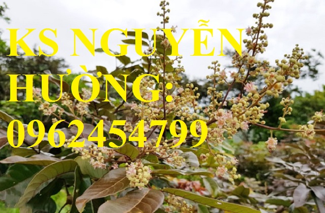 5 Cung cấp giống cây nhãn tím, nhãn đỏ, cây giống sinh trưởng phát triển tốt, giao cây toàn quốc 5 Cung cấp giống cây nhãn tím, nhãn đỏ, cây giống sinh trưởng phát triển tốt, giao cây toàn quốc