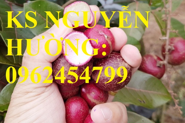 6 Cung cấp giống cây nhãn tím, nhãn đỏ, cây giống sinh trưởng phát triển tốt, giao cây toàn quốc 6 Cung cấp giống cây nhãn tím, nhãn đỏ, cây giống sinh trưởng phát triển tốt, giao cây toàn quốc