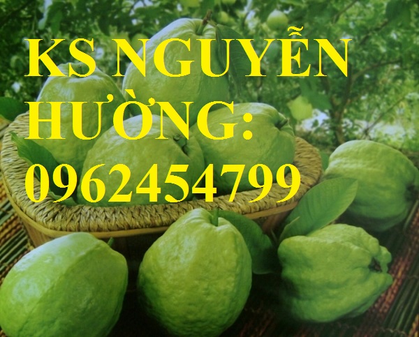 Cung cấp cây giống ổi đỏ đài loan, ổi đài loan, cây giống cho năng suất cao, giao cây toàn quốc