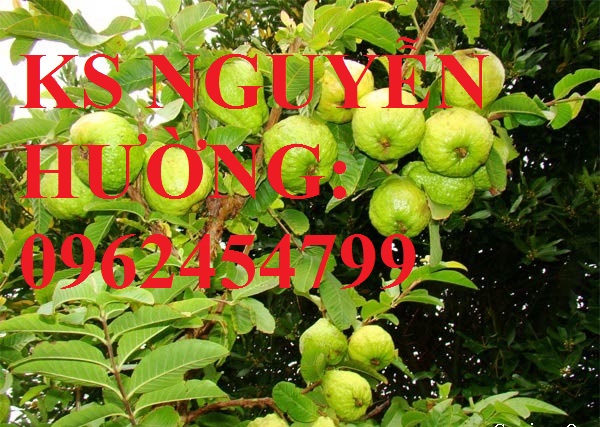 1 Cung cấp cây giống ổi đỏ đài loan, ổi đài loan, cây giống cho năng suất cao, giao cây toàn quốc