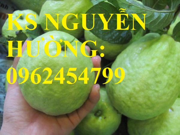 2 Cung cấp cây giống ổi đỏ đài loan, ổi đài loan, cây giống cho năng suất cao, giao cây toàn quốc