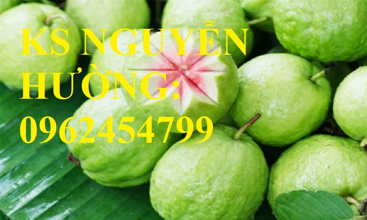 3 Cung cấp cây giống ổi đỏ đài loan, ổi đài loan, cây giống cho năng suất cao, giao cây toàn quốc