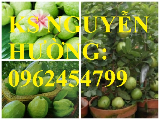 4 Cung cấp cây giống ổi đỏ đài loan, ổi đài loan, cây giống cho năng suất cao, giao cây toàn quốc