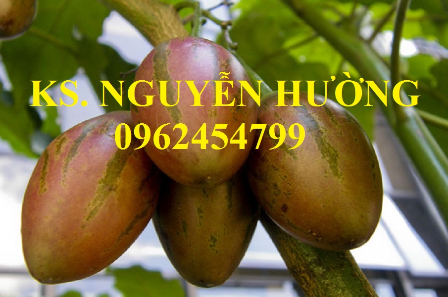 1 Địa chỉ cung cấp cây giống cà chua thân gỗ, hạt giống cà chua thân gỗ, cây giống cho năng suất cao 1 Địa chỉ cung cấp cây giống cà chua thân gỗ, hạt giống cà chua thân gỗ, cây giống cho năng suất cao