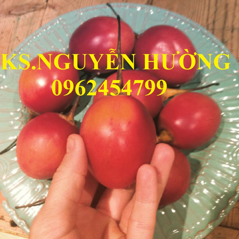 Địa chỉ cung cấp cây giống cà chua thân gỗ, hạt giống cà chua thân gỗ, cây giống cho năng suất cao Địa chỉ cung cấp cây giống cà chua thân gỗ, hạt giống cà chua thân gỗ, cây giống cho năng suất cao