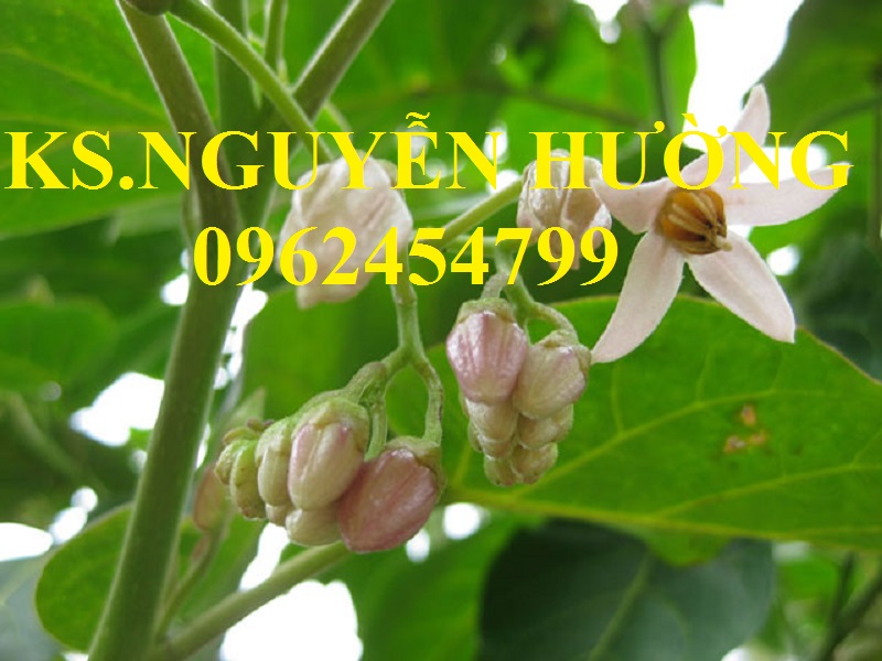 2 Địa chỉ cung cấp cây giống cà chua thân gỗ, hạt giống cà chua thân gỗ, cây giống cho năng suất cao 2 Địa chỉ cung cấp cây giống cà chua thân gỗ, hạt giống cà chua thân gỗ, cây giống cho năng suất cao