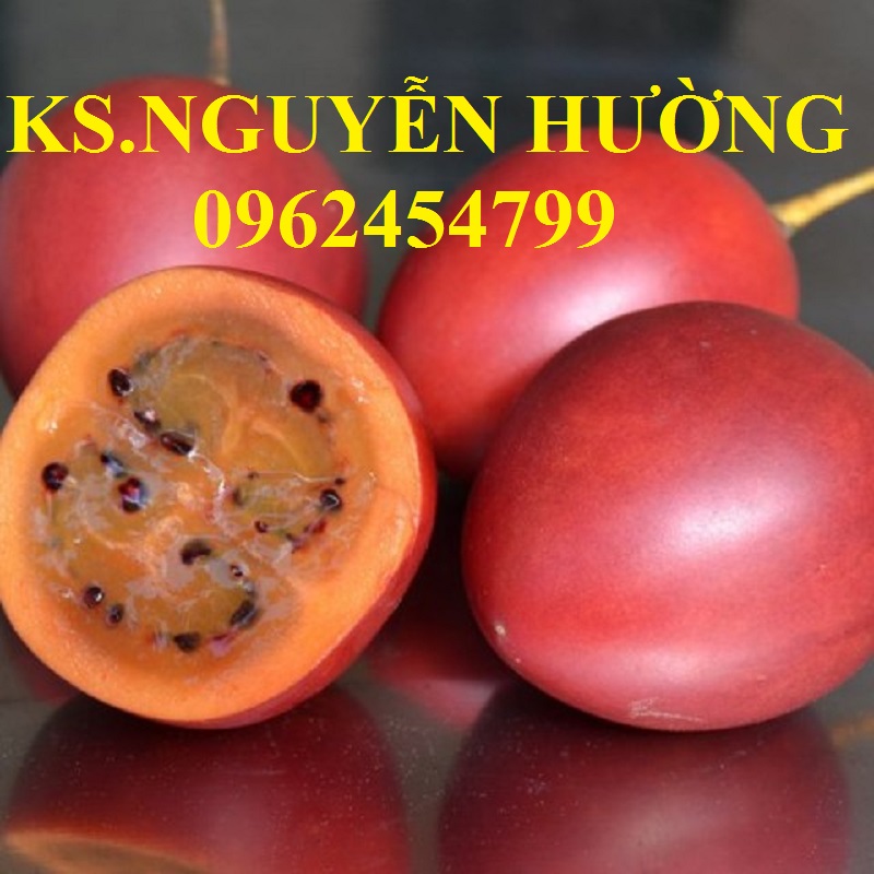 3 Địa chỉ cung cấp cây giống cà chua thân gỗ, hạt giống cà chua thân gỗ, cây giống cho năng suất cao 3 Địa chỉ cung cấp cây giống cà chua thân gỗ, hạt giống cà chua thân gỗ, cây giống cho năng suất cao