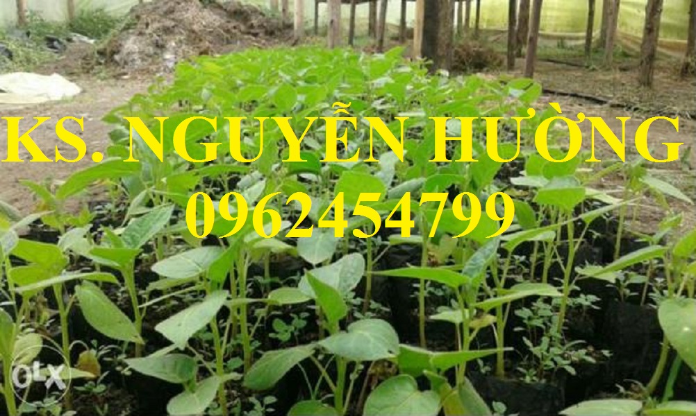 4 Địa chỉ cung cấp cây giống cà chua thân gỗ, hạt giống cà chua thân gỗ, cây giống cho năng suất cao 4 Địa chỉ cung cấp cây giống cà chua thân gỗ, hạt giống cà chua thân gỗ, cây giống cho năng suất cao