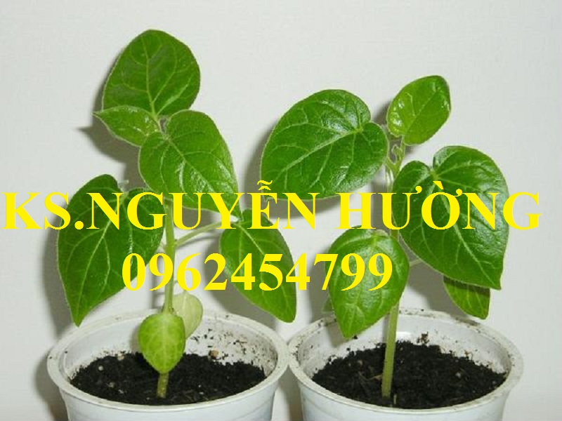 5 Địa chỉ cung cấp cây giống cà chua thân gỗ, hạt giống cà chua thân gỗ, cây giống cho năng suất cao 5 Địa chỉ cung cấp cây giống cà chua thân gỗ, hạt giống cà chua thân gỗ, cây giống cho năng suất cao