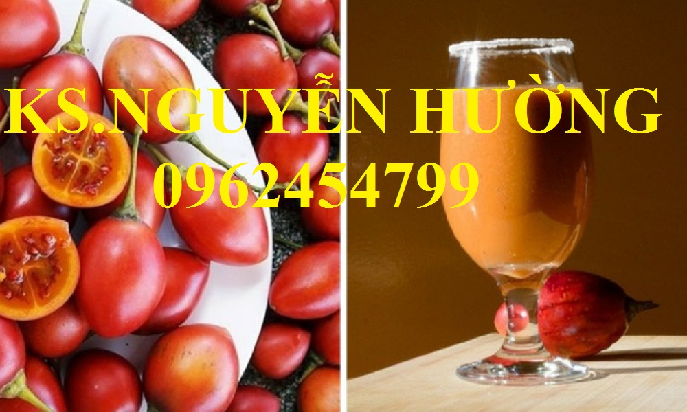 7 Địa chỉ cung cấp cây giống cà chua thân gỗ, hạt giống cà chua thân gỗ, cây giống cho năng suất cao 7 Địa chỉ cung cấp cây giống cà chua thân gỗ, hạt giống cà chua thân gỗ, cây giống cho năng suất cao