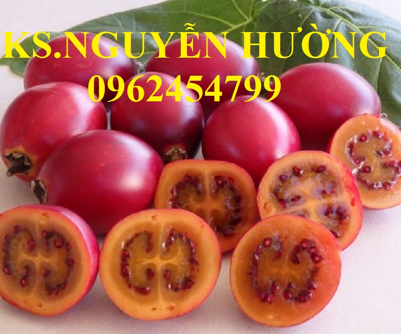 8 Địa chỉ cung cấp cây giống cà chua thân gỗ, hạt giống cà chua thân gỗ, cây giống cho năng suất cao 8 Địa chỉ cung cấp cây giống cà chua thân gỗ, hạt giống cà chua thân gỗ, cây giống cho năng suất cao