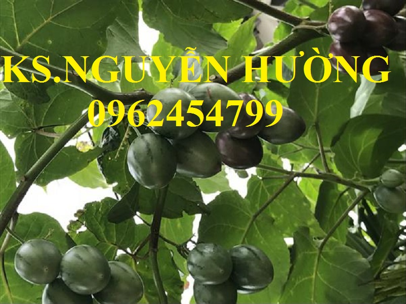 9 Địa chỉ cung cấp cây giống cà chua thân gỗ, hạt giống cà chua thân gỗ, cây giống cho năng suất cao 9 Địa chỉ cung cấp cây giống cà chua thân gỗ, hạt giống cà chua thân gỗ, cây giống cho năng suất cao