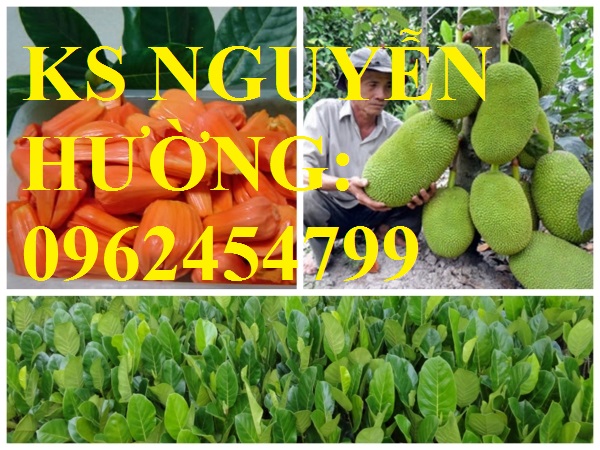 Cung cấp cây giống mít thái siêu sớm ruột đỏ, mít ruột đỏ, cây giống sinh trưởng tốt năng suất cao Cung cấp cây giống mít thái siêu sớm ruột đỏ, mít ruột đỏ, cây giống sinh trưởng tốt năng suất cao