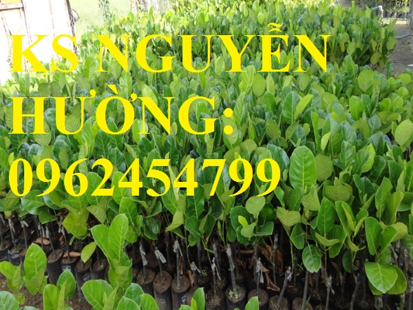 1 Cung cấp cây giống mít thái siêu sớm ruột đỏ, mít ruột đỏ, cây giống sinh trưởng tốt năng suất cao 1 Cung cấp cây giống mít thái siêu sớm ruột đỏ, mít ruột đỏ, cây giống sinh trưởng tốt năng suất cao
