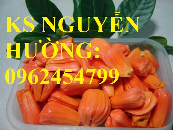 2 Cung cấp cây giống mít thái siêu sớm ruột đỏ, mít ruột đỏ, cây giống sinh trưởng tốt năng suất cao 2 Cung cấp cây giống mít thái siêu sớm ruột đỏ, mít ruột đỏ, cây giống sinh trưởng tốt năng suất cao