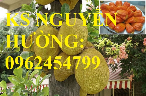 3 Cung cấp cây giống mít thái siêu sớm ruột đỏ, mít ruột đỏ, cây giống sinh trưởng tốt năng suất cao 3 Cung cấp cây giống mít thái siêu sớm ruột đỏ, mít ruột đỏ, cây giống sinh trưởng tốt năng suất cao