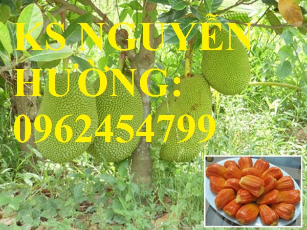 4 Cung cấp cây giống mít thái siêu sớm ruột đỏ, mít ruột đỏ, cây giống sinh trưởng tốt năng suất cao 4 Cung cấp cây giống mít thái siêu sớm ruột đỏ, mít ruột đỏ, cây giống sinh trưởng tốt năng suất cao