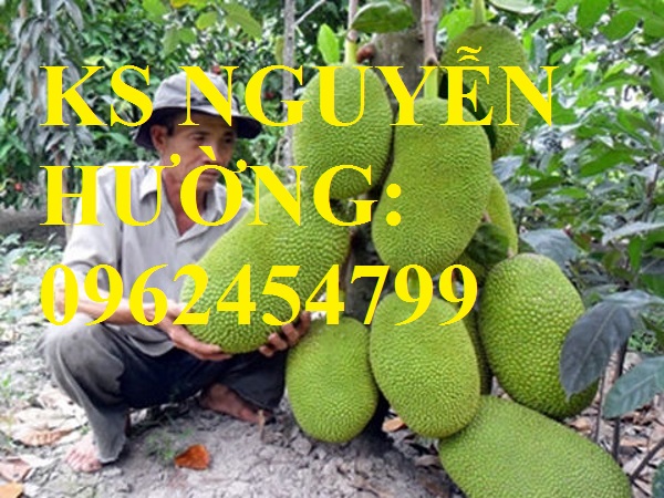 5 Cung cấp cây giống mít thái siêu sớm ruột đỏ, mít ruột đỏ, cây giống sinh trưởng tốt năng suất cao 5 Cung cấp cây giống mít thái siêu sớm ruột đỏ, mít ruột đỏ, cây giống sinh trưởng tốt năng suất cao