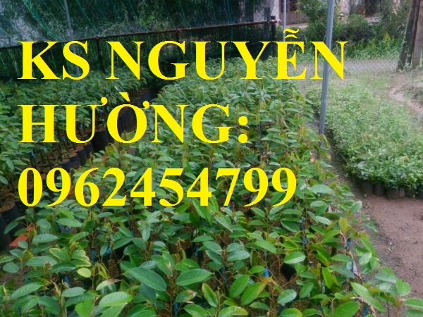 Cung cấp cây giông sầu riêng ruột đỏ, cây giống năng suất cao,trung tâm cung cấp cây giống toàn quốc
