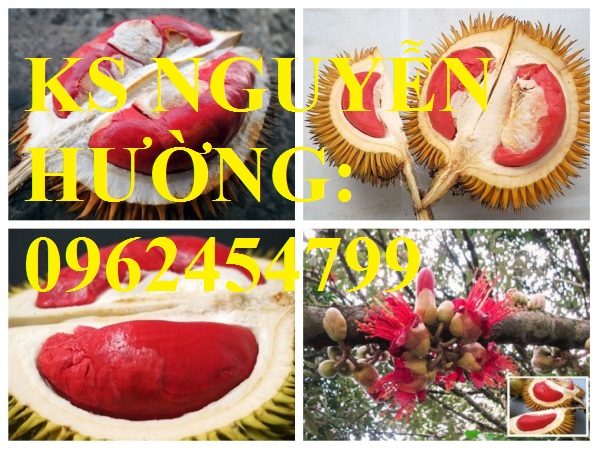 1 Cung cấp cây giông sầu riêng ruột đỏ, cây giống năng suất cao,trung tâm cung cấp cây giống toàn quốc