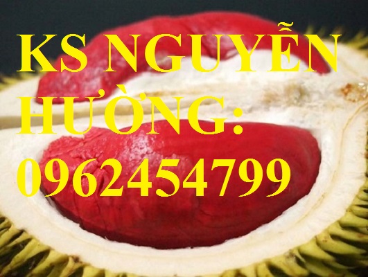 2 Cung cấp cây giông sầu riêng ruột đỏ, cây giống năng suất cao,trung tâm cung cấp cây giống toàn quốc