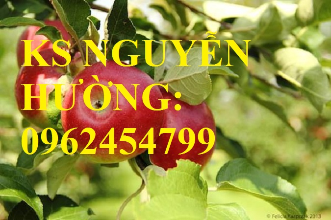 Địa chỉ cung cấp cây giống táo tây ruột đỏ, cây giống chuẩn chất lượng cho năng suất cao Địa chỉ cung cấp cây giống táo tây ruột đỏ, cây giống chuẩn chất lượng cho năng suất cao